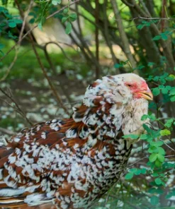 Russian Orloff Chicken